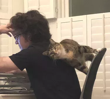 20 Cats With Better Jobs Than You